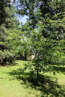 Quercus nigra - dub černý - celek